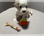 Small Photo #2 Bernedoodle (Miniature) (+ Poodle Miniature) Puppy For Sale in BREA, CA, USA