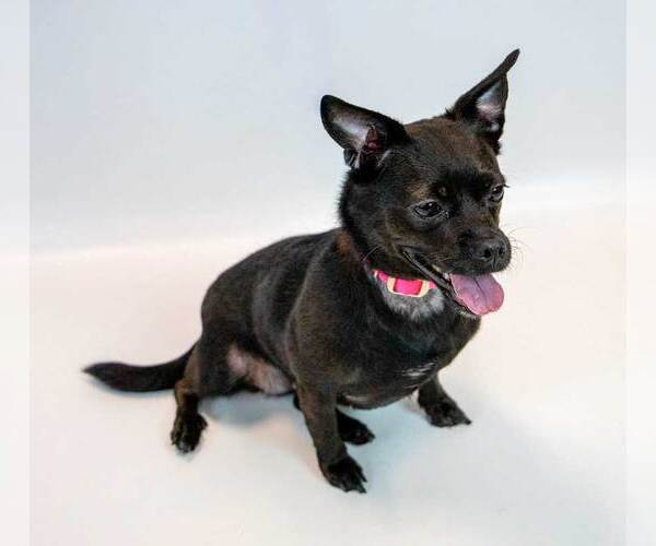 Medium Photo #4 Chug Puppy For Sale in Kennesaw, GA, USA