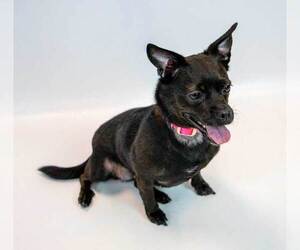 Lorraine - Female Chug Dog for Adoption - Photo #4