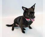 Small Photo #4 Chug Puppy For Sale in Kennesaw, GA, USA