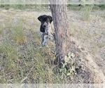 Puppy Puppy 7 German Shorthaired Pointer