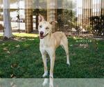 Small #4 American Pit Bull Terrier Mix