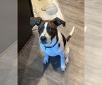 Small #10 Lab-Pointer