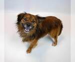 Small #4 Colonial Cocker Spaniel Mix