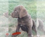 Small Photo #1 Chesapeake Bay Retriever Puppy For Sale in GREELEY, CO, USA