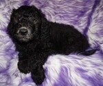 Small Photo #1 Labradoodle Puppy For Sale in LA HABRA, CA, USA