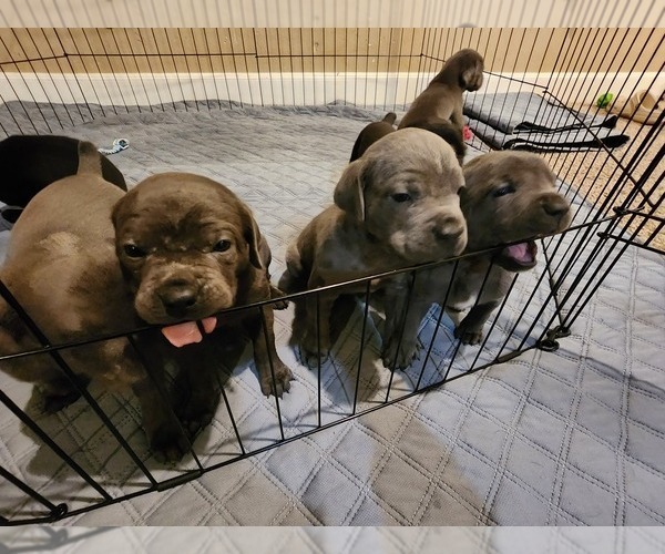 Medium Photo #23 Cane Corso Puppy For Sale in ATASCOCITA, TX, USA