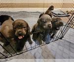 Small Photo #23 Cane Corso Puppy For Sale in ATASCOCITA, TX, USA