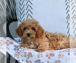 Small #4 Cavapoo (Miniature)