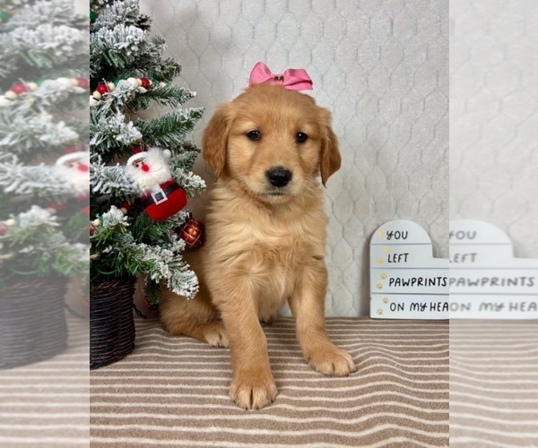 Medium Photo #2 Golden Retriever Puppy For Sale in GREENFIELD, IN, USA