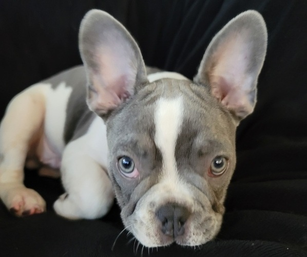 Medium Photo #1 French Bulldog Puppy For Sale in OMAHA, NE, USA