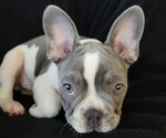 Small Photo #1 French Bulldog Puppy For Sale in OMAHA, NE, USA