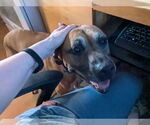 Small #4 Black Mouth Cur Mix