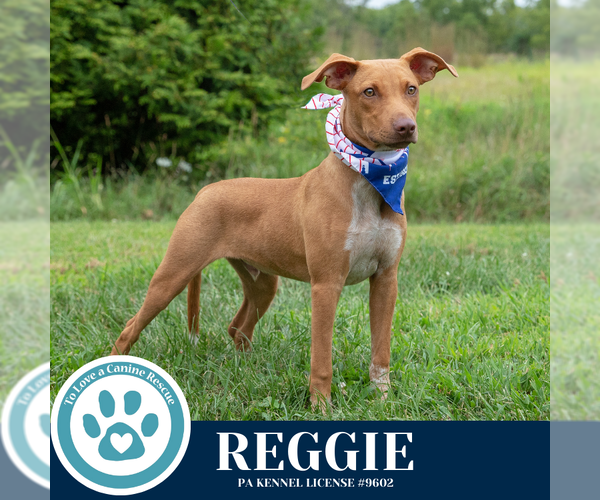 Medium Photo #9 Mutt Puppy For Sale in Kimberton, PA, USA