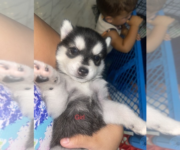 Medium Photo #6 Siberian Husky Puppy For Sale in LEHIGH ACRES, FL, USA