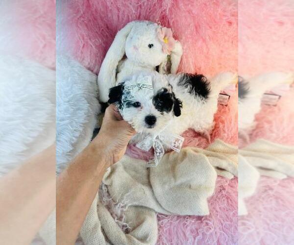 Medium Photo #18 Poodle (Toy) Puppy For Sale in MIAMI, FL, USA