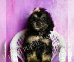 Small #6 Poodle (Miniature)