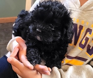 Shorkie Tzu Puppy for sale in AUSTIN, MN, USA