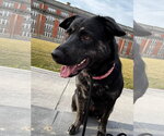 Small #7 German Shepherd Dog Mix