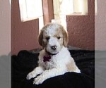 Small Photo #5 Goldendoodle Puppy For Sale in BRANDON, FL, USA