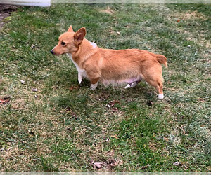 Mother of the Pembroke Welsh Corgi puppies born on 06/21/2023