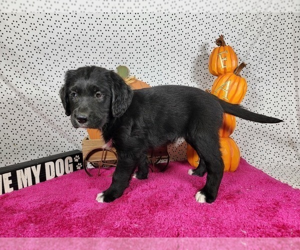 Medium Photo #77 Golden Mountain Dog Puppy For Sale in BLACK FOREST, CO, USA