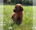 Small #8 Irish Setter