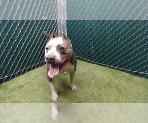 Mutt Dogs for adoption in Downey, CA, USA