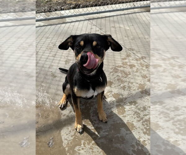 Medium Photo #8 Mutt Puppy For Sale in Muskegon, MI, USA