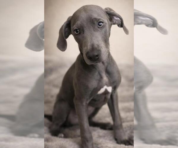 Medium Photo #1 Unknown-Weimaraner Mix Puppy For Sale in Rockwall, TX, USA