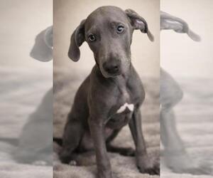 Unknown-Weimaraner Mix Dogs for adoption in Rockwall, TX, USA