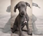 Small Weimaraner Mix