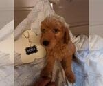 Small Photo #8 Goldendoodle Puppy For Sale in COMMERCE, TX, USA