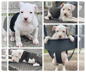 American Staffordshire Terrier Puppy for Sale in TRENTON, New Jersey USA