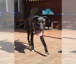 Small #1 Borador