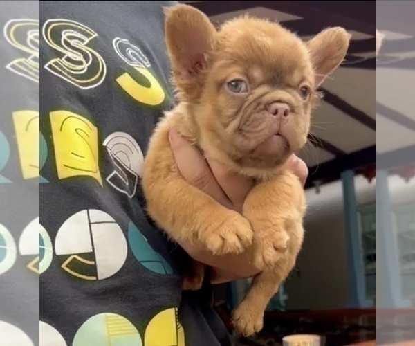 Medium Photo #9 French Bulldog Puppy For Sale in MOUNT VERNON, AL, USA