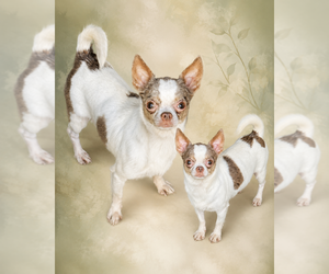 Mother of the Chihuahua puppies born on 08/11/2026