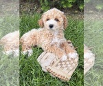 Small #2 Bichpoo