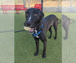 Dexter - Male Labrador Retriever-Retriever  Mix Dog for Adoption - Small photo