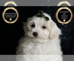 Small Photo #48 Maltipoo (Miniature) Puppy For Sale in WARSAW, IN, USA