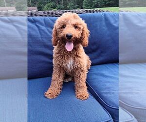 Goldendoodle (Miniature) Puppy for sale in ALBANY, NY, USA