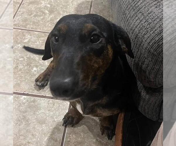 Medium Photo #5 Bull Terrier-Dachshund Mix Puppy For Sale in Los Angeles, CA, USA