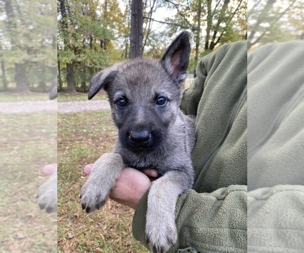 Medium Photo #17 Czech Wolfdog-German Shepherd Dog Mix Puppy For Sale in MIDDLETON, TN, USA