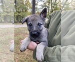 Small #16 Czech Wolfdog-German Shepherd Dog Mix