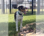 Small #4 Australian Shepherd