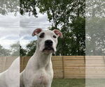 Small Photo #4 Boxer-Unknown Mix Puppy For Sale in Germantown, OH, USA