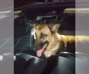 German Shepherd Dog-Unknown Mix Dogs for adoption in Plantation, FL, USA