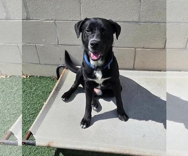 Medium Photo #4 Labrador Retriever-Unknown Mix Puppy For Sale in Rockwall, TX, USA