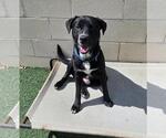 Small #3 Labrador Retriever Mix