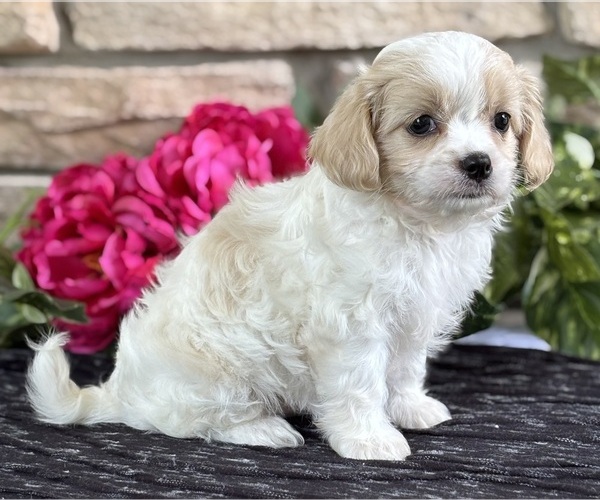 Medium Photo #7 Cav-A-Malt Puppy For Sale in ROCK STREAM, NY, USA
